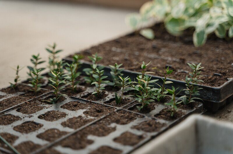 How to Build a Shed for Plants
