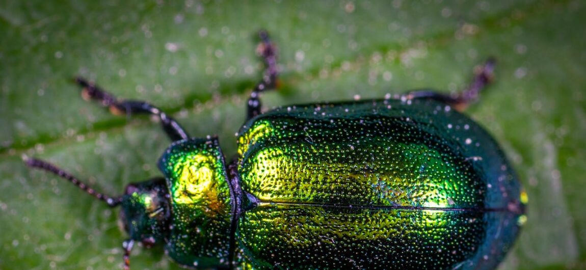 How to Keep Bugs Out of Your Garage