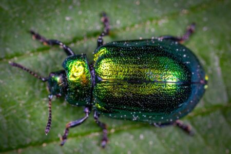 How to Keep Bugs Out of Your Garage
