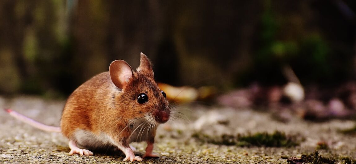 How to Keep Mice Out of Your RV When in Storage